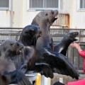 おたる水族館